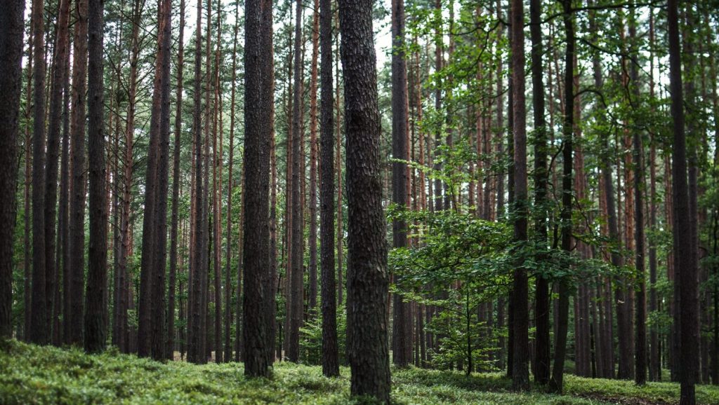 Forêt de conifères